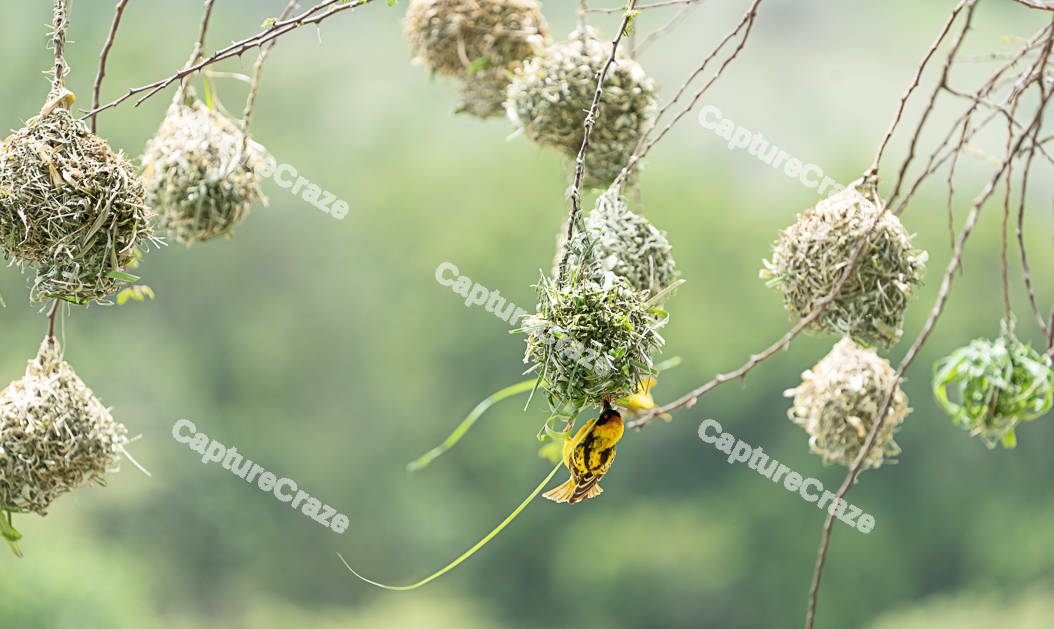 Village Weaver Nests